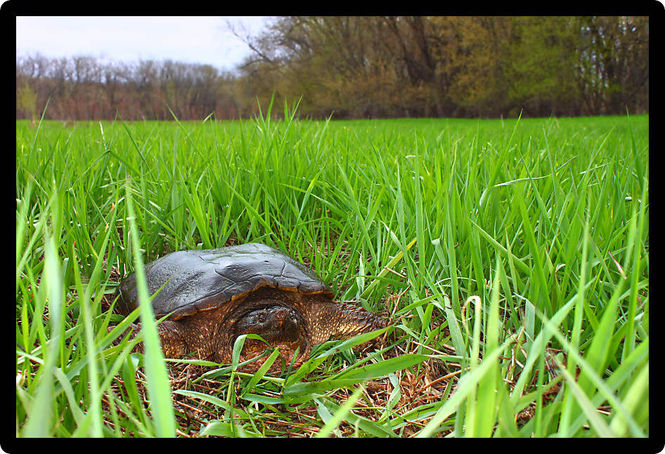 Snapping Turtle (Chelydra serpentina) sits in a wetland of Illinois.