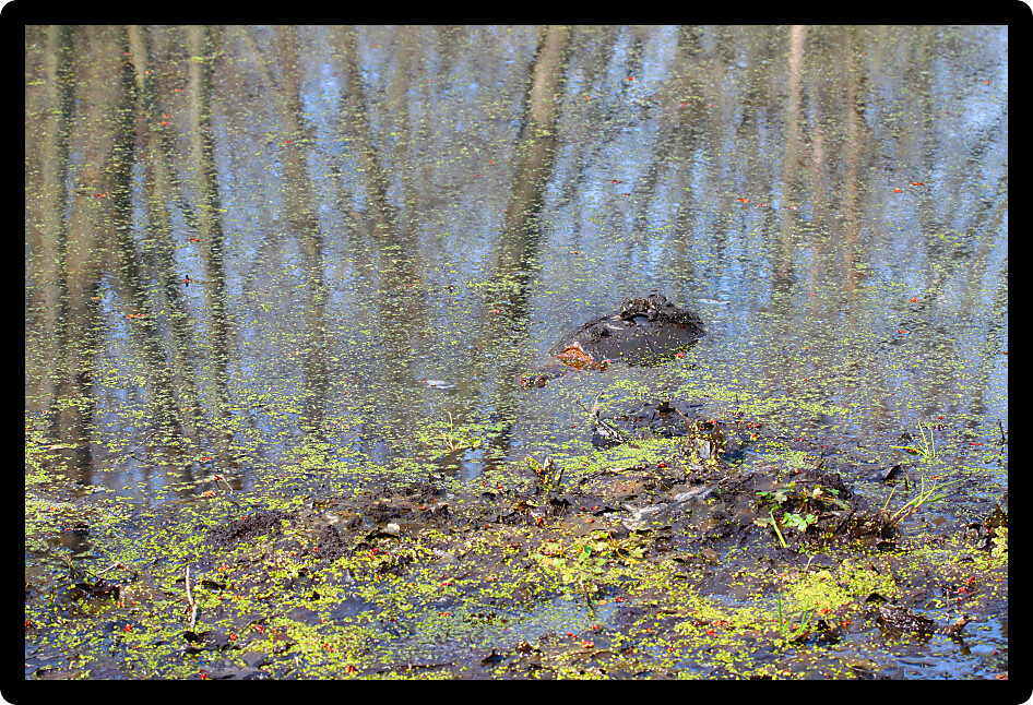 Snapping Turtle (Chelydra serpentina) sits in a wetland of Illinois.