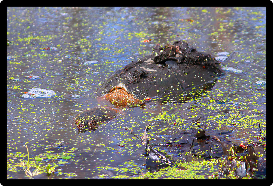 Snapping Turtle (Chelydra serpentina) sits in a wetland of Illinois.
