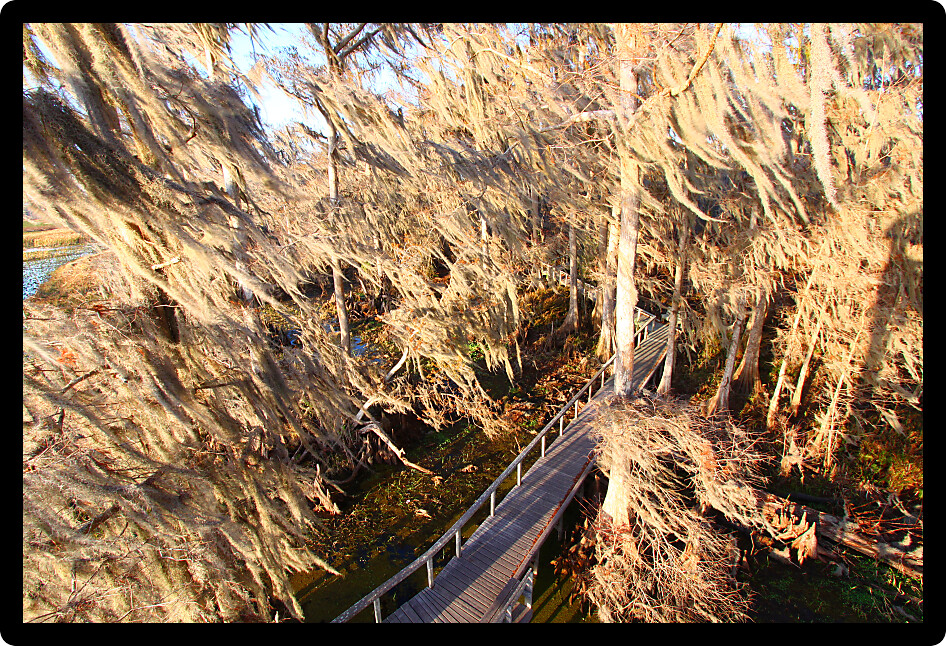 Spanish Moss sways in the wind in a swamp of central Florida.