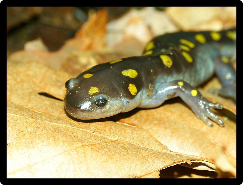 Spotted Salamander (Ambystoma maculatum) in central Illinois.