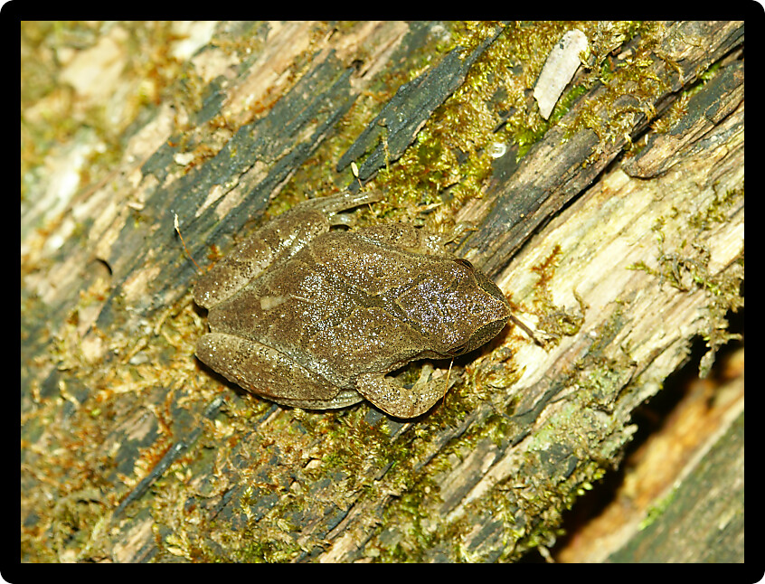 Spring Peeper (Pseudacris crucifer) in an Illinois wetland.
