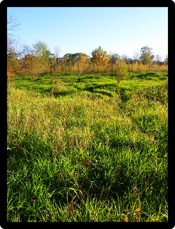 Sunlit prairie scene from the midwestern United States.