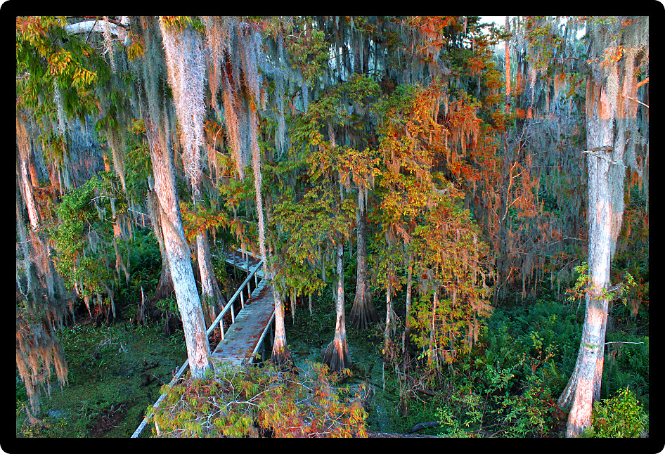 Boardwalk through the thick swamps of central Florida.