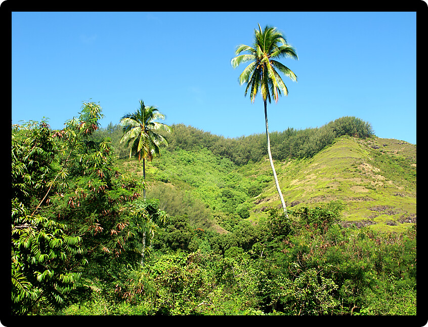 Palm tree on a crystal clear day in Tahiti.