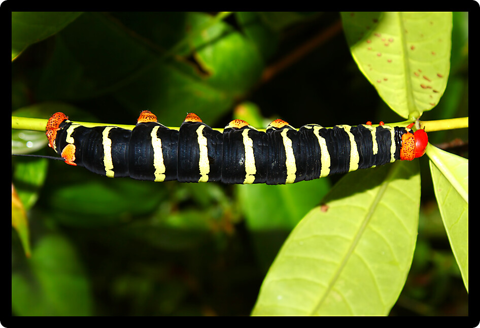 Tetrio sphinx (Pseudosphinx tetrio) Caterpillar in the rainforest of Puerto Rico.