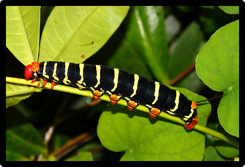 Tetrio sphinx (Pseudosphinx tetrio) Caterpillar in the rainforest of Puerto Rico.