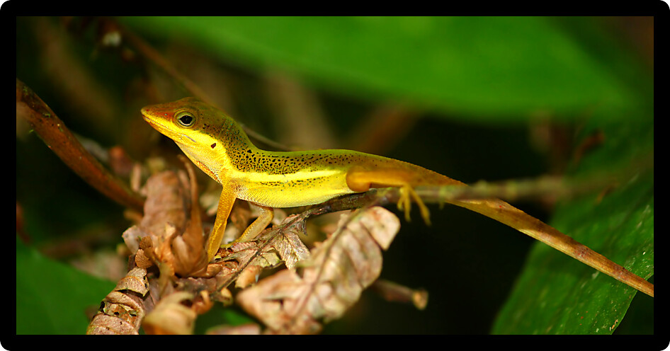 Upland Grass Anole (Anolis krugi) hides amongst vegetation in Puerto Rico.