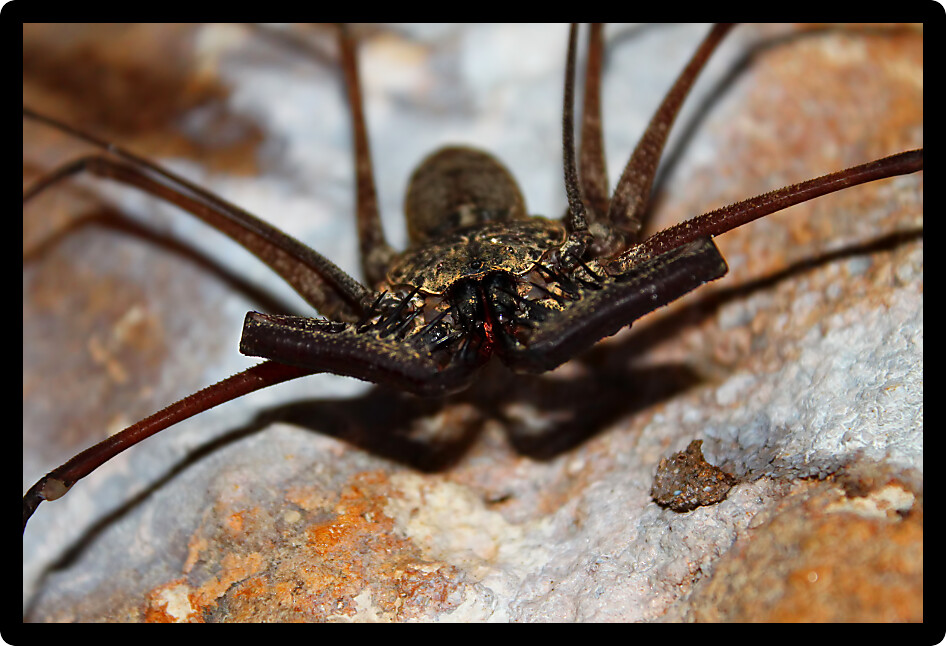 Whip Scorpion at the Guajataca Forest Reserve in Puerto Rico.