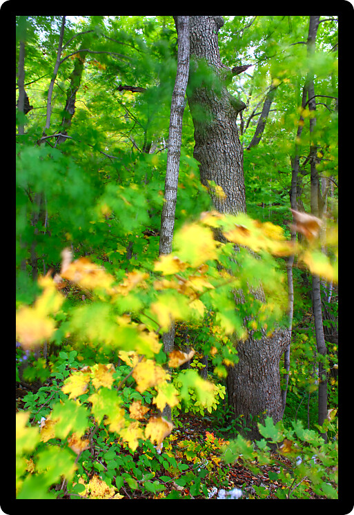 Wind blurs the leaves as fall arrives in northern Illinois.