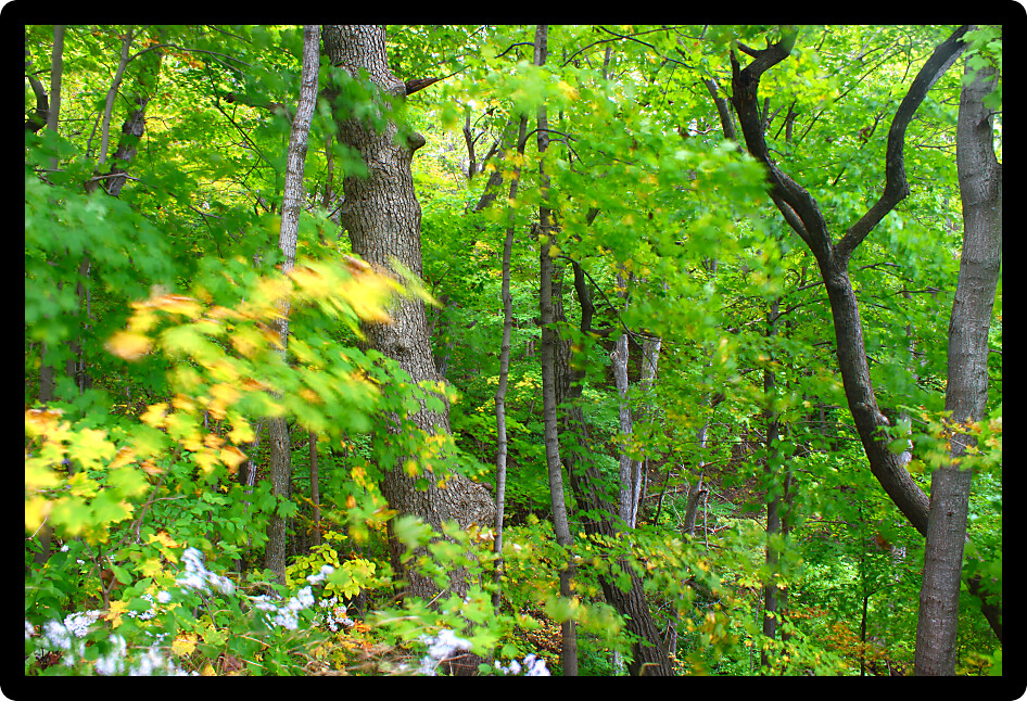 Wind blurs the leaves as fall arrives in northern Illinois.