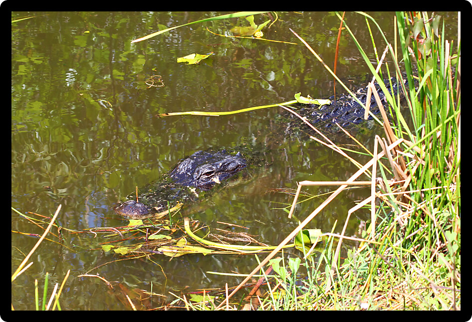American alligator lurks in a pond at the Everglades National Park Florida.