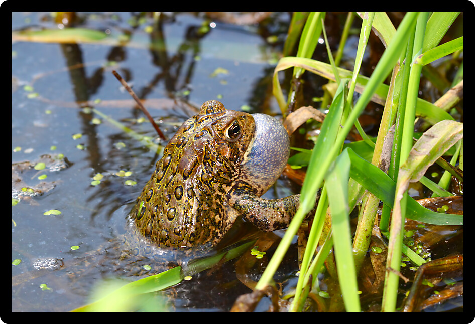 American Toad (Bufo americanus) calling on a warm summer day in the Midwest United States.