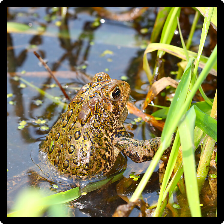 American Toad (Bufo americanus) on a warm summer day in the Midwest United States.