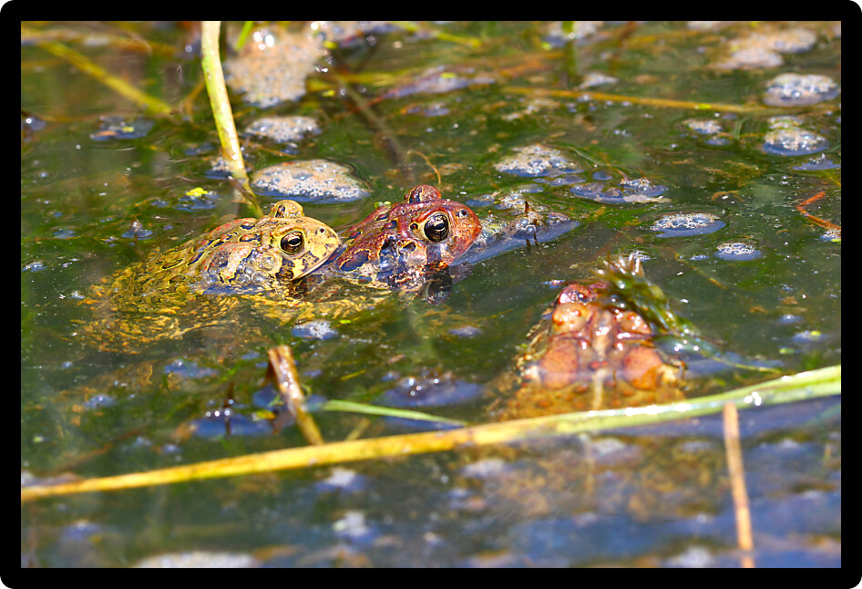 American Toads (Bufo americanus) mating on a warm summer day in the Midwest United States.