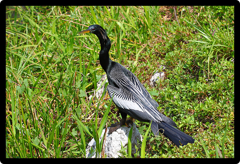 Anhinga resting on vegetation in the Everglades National Park of Florida.