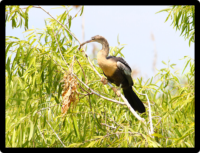 Anhinga resting on vegetation in the Everglades National Park of Florida.