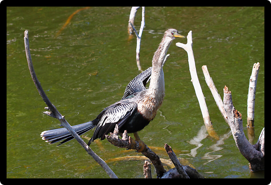 Anhinga resting on vegetation in the Everglades National Park of Florida.