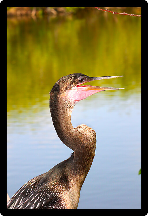 Anhinga seen at the Everglades National Park of Florida.