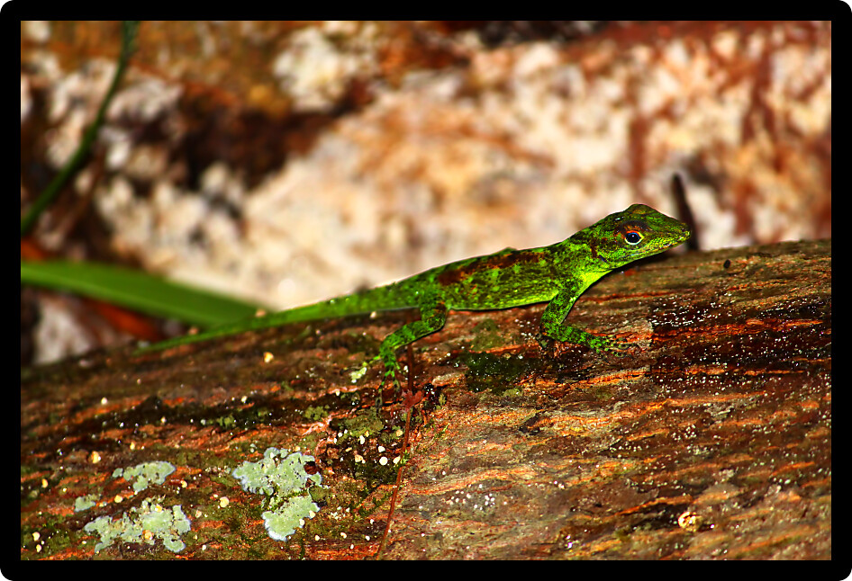 Anole out on a rainy day in the tropical forests of Puerto Rico.