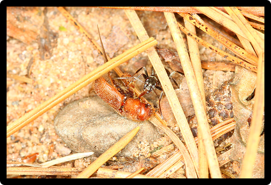 An ant drags a beetle back to the colony.