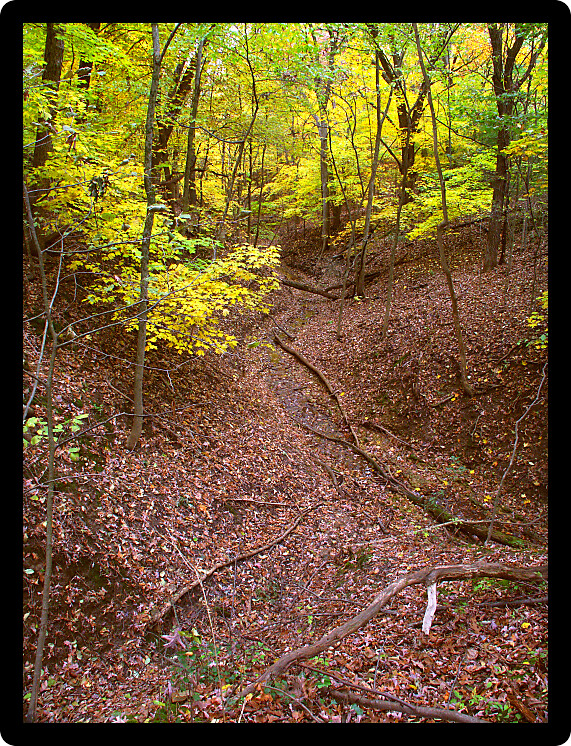 Deep gorge fills with falling leaves at Kishwaukee Gorge Forest Preserve in Illinois.
