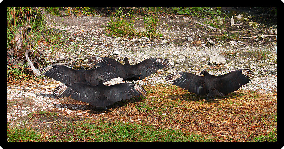 Black Vultures (Coragyps atratus) with wings spread wide in the Everglades National Park of Florida.