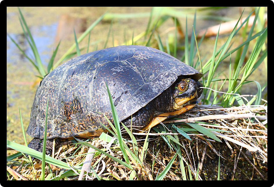Blandings Turtle (Emydoidea blandingii) basking on vegetation in a marsh of Illinois.