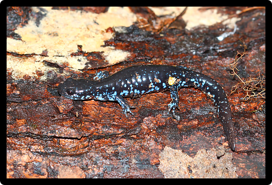 Blue-spotted Salamander (Ambystoma laterale) in northern Illinois.