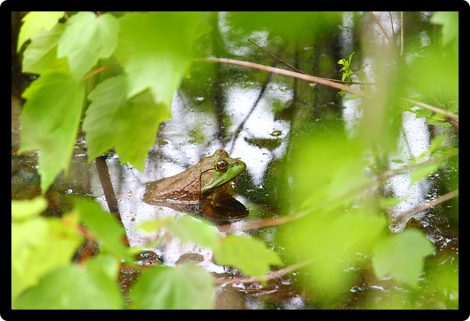 Bullfrog (Rana catesbeiana) in a wetland of northern Alabama.