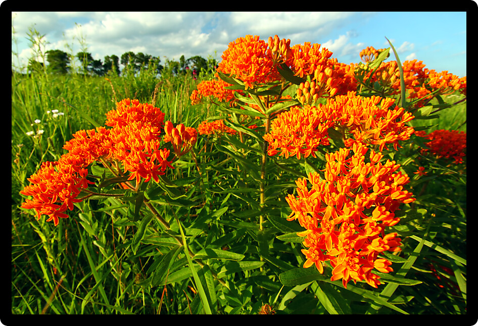 Butterfly Milkweed (Asclepias tuberosa) in a northern Illinois prairie.