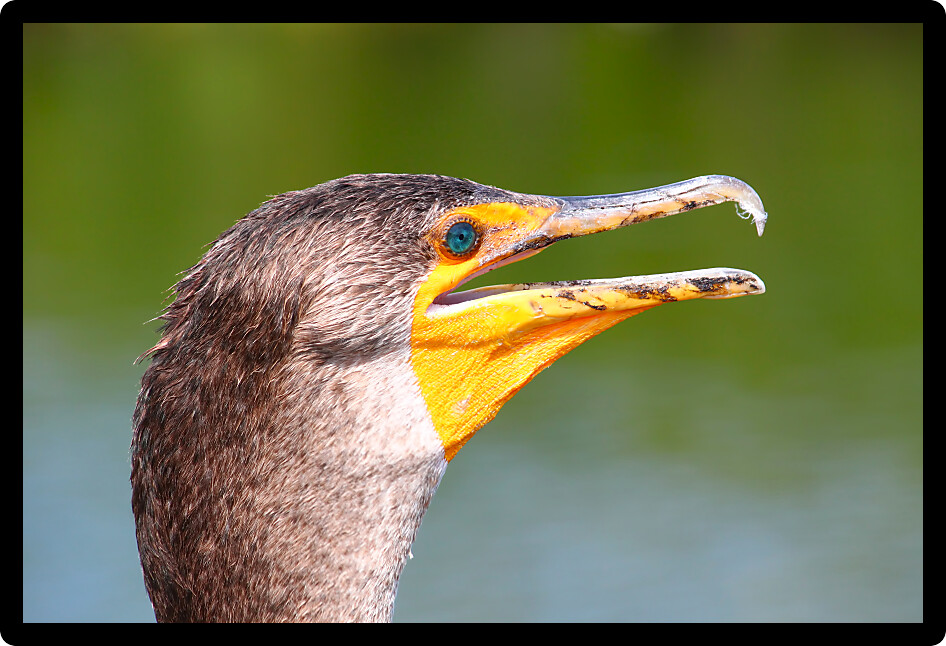Closeup of a Double-crested cormorant (Phalacrocorax auritus) on the Anhinga Trail of Everglades National Park in Florida.