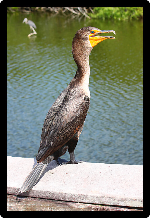 Double-crested cormorant (Phalacrocorax auritus) on the Anhinga Trail of Everglades National Park Florida.