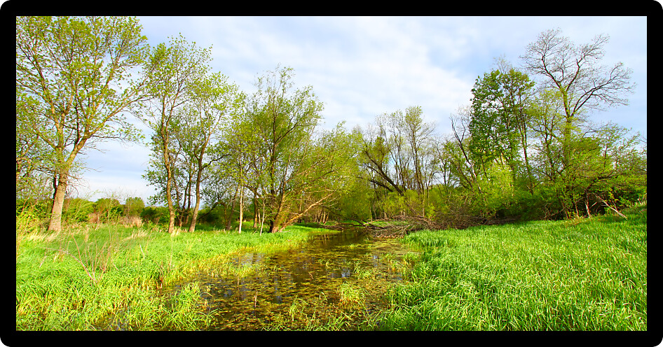 Bright colors of a flooded wetland area of northern Illinois after spring rains.