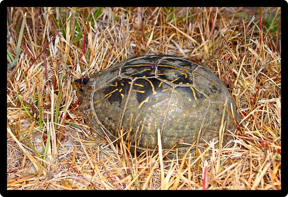 Florida Box Turtle (Terrapene carolina bauri) peaks out of its shell.
