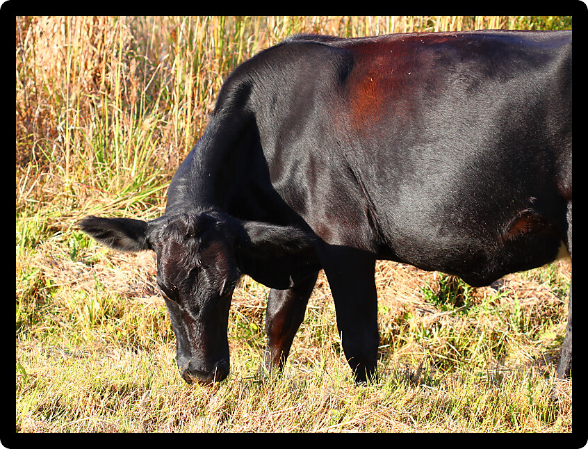 Large cow grazes on grass in central Florida.