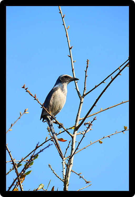 Florida Scrub Jay (Aphelocoma coerulescens) sits in a scrub bush of Florida.