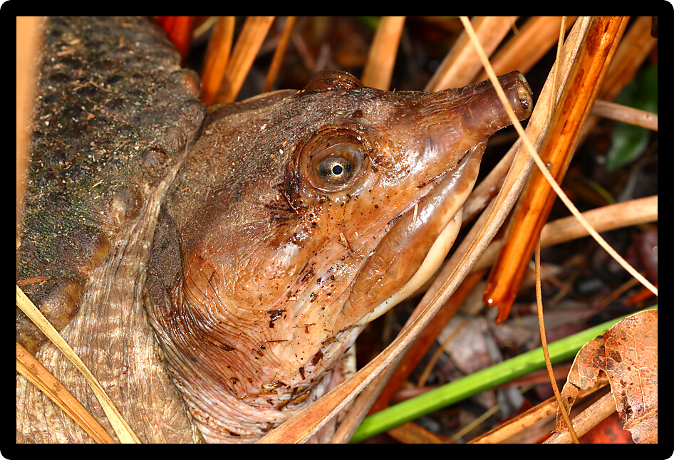 Florida Softshell Turtle (Apalone ferox) found in a natural area of Florida.