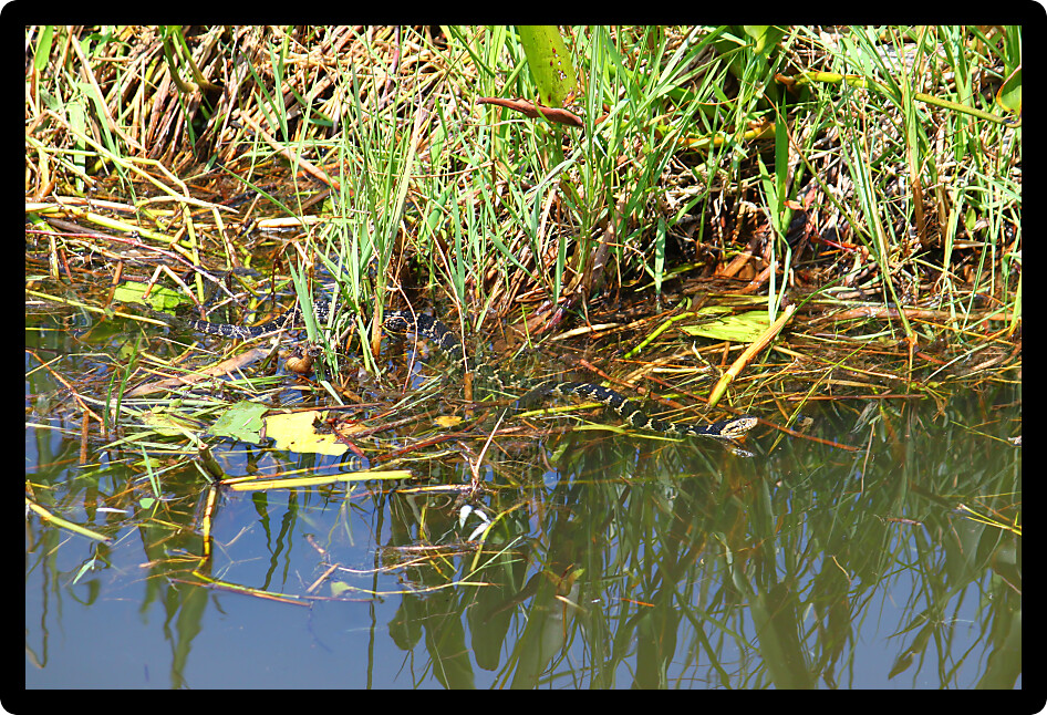 Florida Water Snake (Nerodia fasciata pictiventris) hunting for prey in Florida.