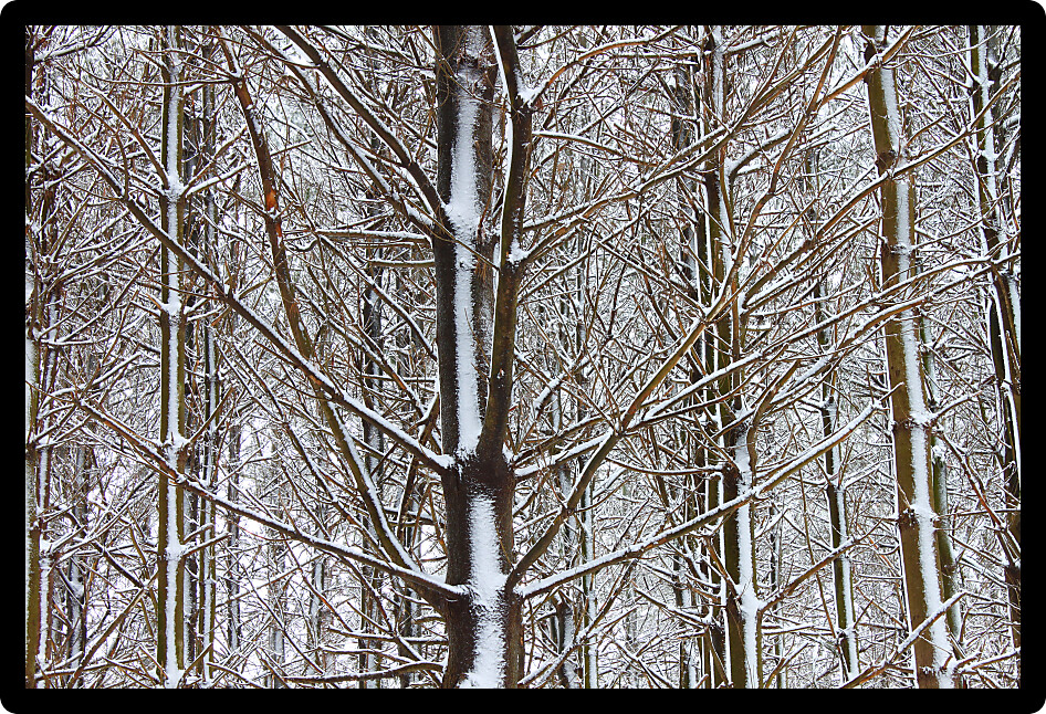 Magnificent winter scene in a pine forest at Rock Cut State Park in Illinois.