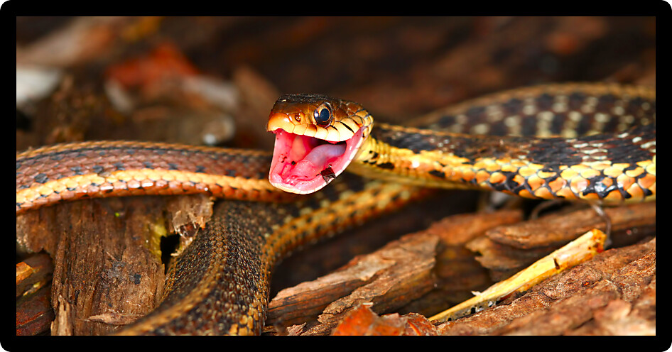 Garter Snake (Thamnophis sirtalis) takes a defensive position.