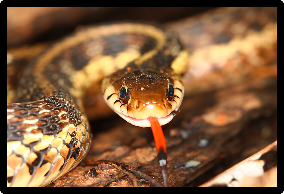 Garter Snake (Thamnophis sirtalis) with extended tongue in northern Illinois.