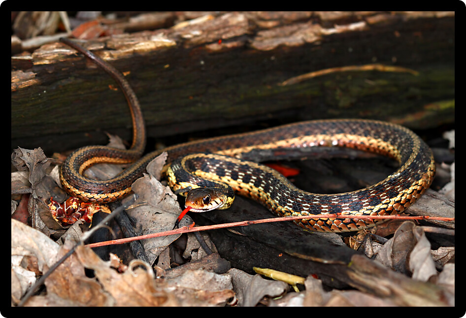 Garter Snake (Thamnophis sirtalis) found in northern Illinois.