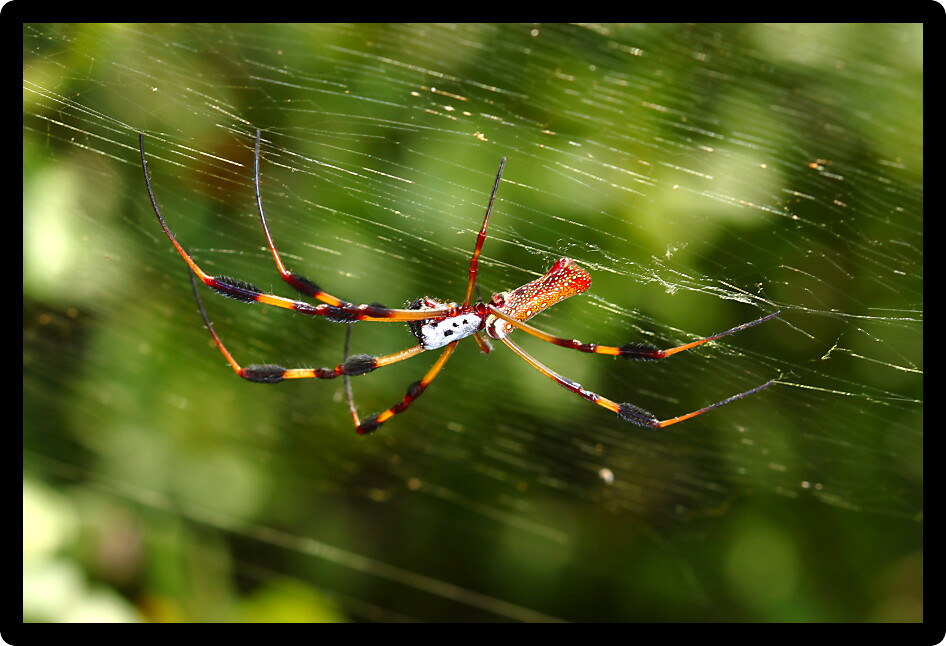 Golden Silk Orb-weaver Spider (Nephila clavipes) in central Florida.