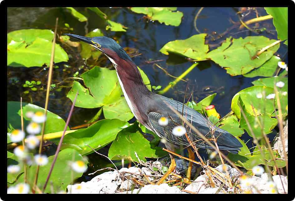 Green Heron (Butorides virescens) looks for food in the Everglades National Park of Florida.