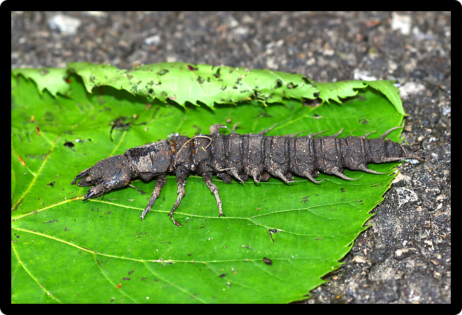 Hellgrammite found in a natural area of northern Illinois.