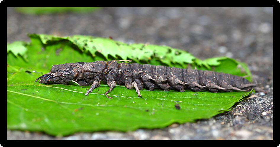 Hellgrammite found in a natural area of northern Illinois.