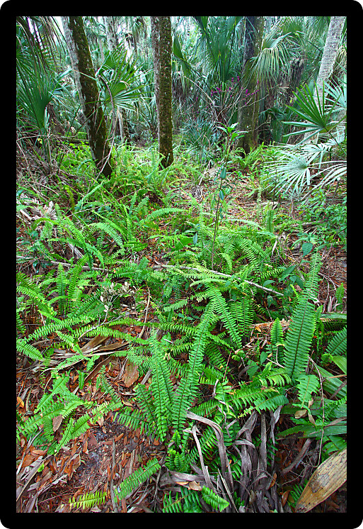 Beautiful green understory vegetation in bloom at Highlands Hammock State Park of central Florida.