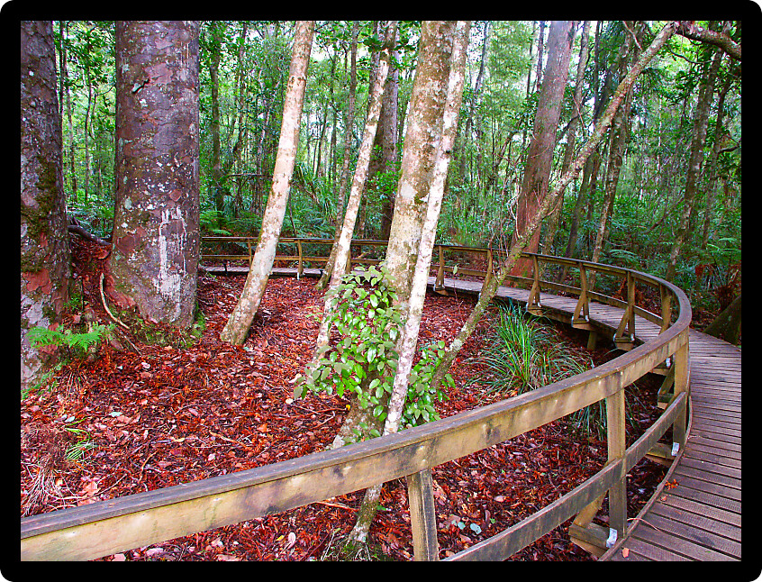 Four Sisters Kauri Trees (Agathis australis) in the Waipoua Forest of New Zealand.