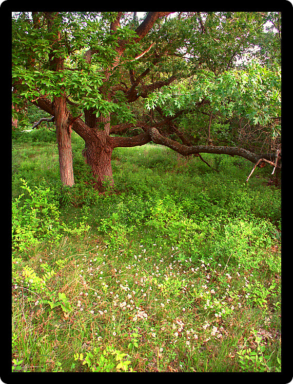 Oak Tree in the Kettle Moraine State Forest of southern Wisconsin.